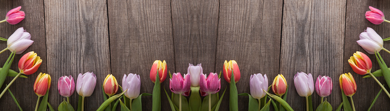 Pink tulips. Yellow background. Spring storytelling. International Women’s day March 8.