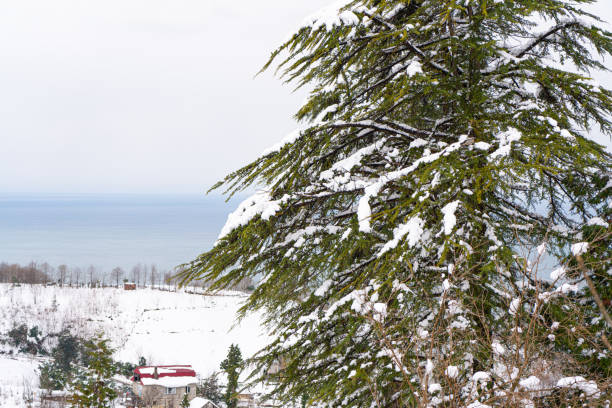 Christmas tree in the snow