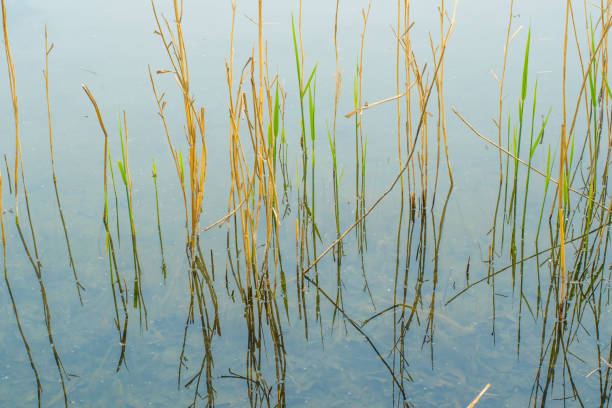 istock Water plants on lake in spring 1316322656