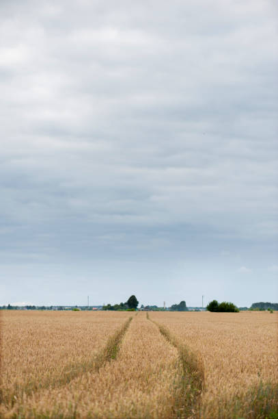 istock Path Way in Field of Wheat. 1316322762