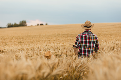 Rear view of man standing and admiring a view on wheat field