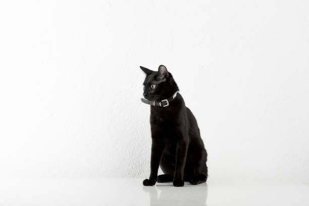 istock Black Bombay Cat Sitting on the White Background 1316322859