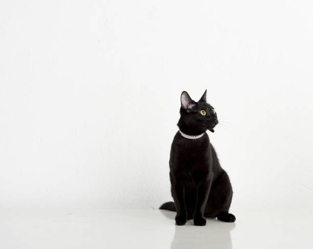 istock Black Bombay Cat Sitting on the White Background 1316322891