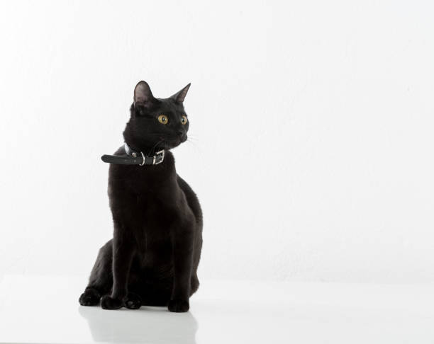istock Black Bombay Cat Sitting on the White Background 1316322900