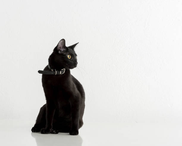 istock Black Bombay Cat Sitting on the White Background 1316322904