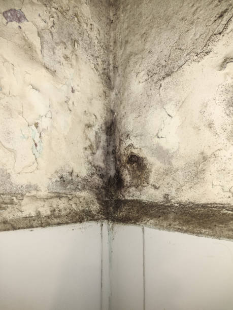 istock Mold in the wall of a bathroom 1316323105