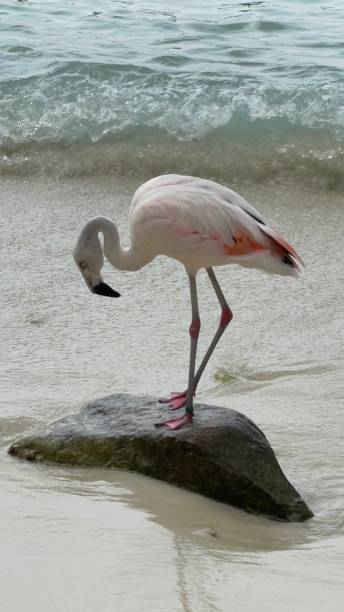 King of the rock