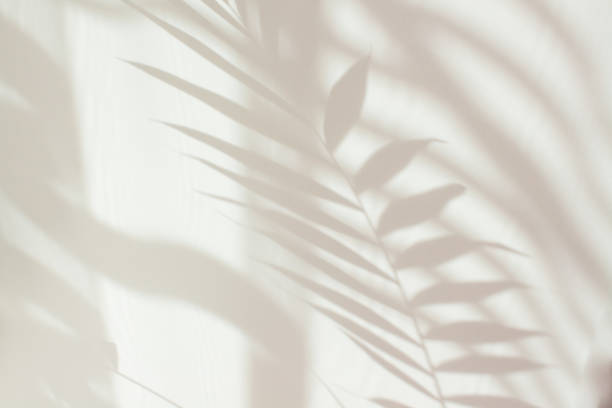 istock Abstract white shadow of a palm leaf on a white wall. Background with empty copy space for your design. Monochrome and minimalistic background with sunlight 1316323957