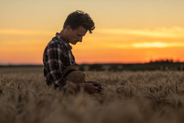 Farmer examining wheat grains on field