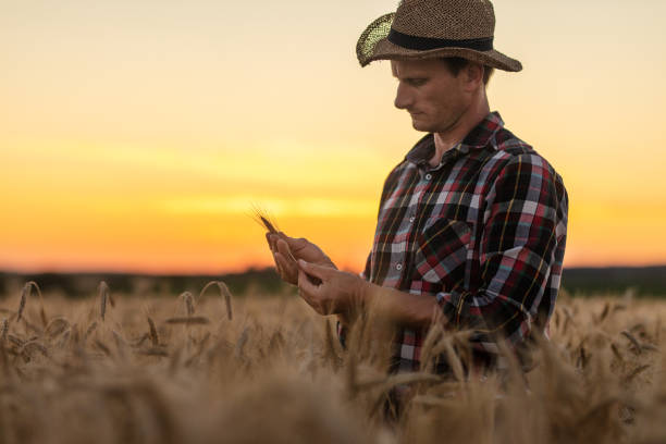 istock Farmer examining wheat grains on field 1316324105