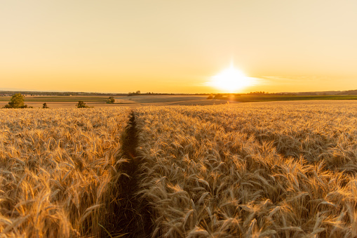 Scenic view of wheat crops on field against sky during sunset