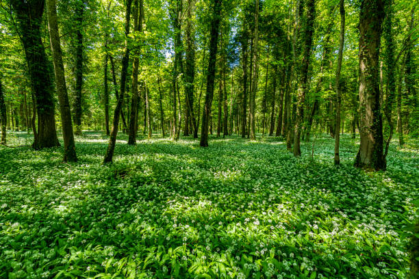 Blooming ramson in forest at springtime Landscape with blooming wild garlic in the wood at springtime wild garlic leaves stock pictures, royalty-free photos & images