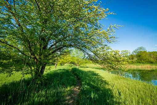 Horizontal image of a young oak tree next to a pond in spring.