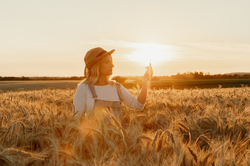 Woman examining wheat crop on field during sunset