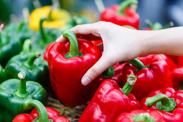 mulher escolher a mão maduro vermelho pimentão plantação no jardim da fazenda - pepper bell pepper growth ripe - fotografias e filmes do acervo