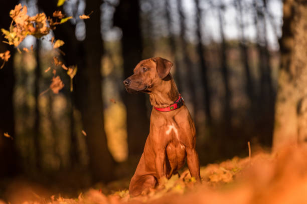 istock Rhodesian Ridgeback Dog is Sitting on the Ground. Falling Autumn Leaves 1316325928