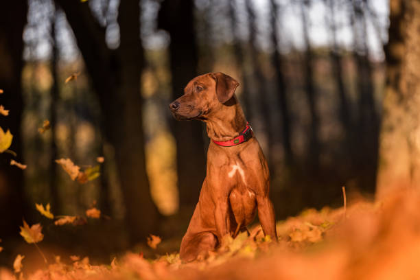 istock Rhodesian Ridgeback Dog is Sitting on the Ground. Falling Autumn Leaves 1316325983