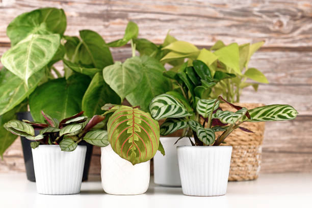 istock Various small tropical houseplants in pots on white table 1316327145