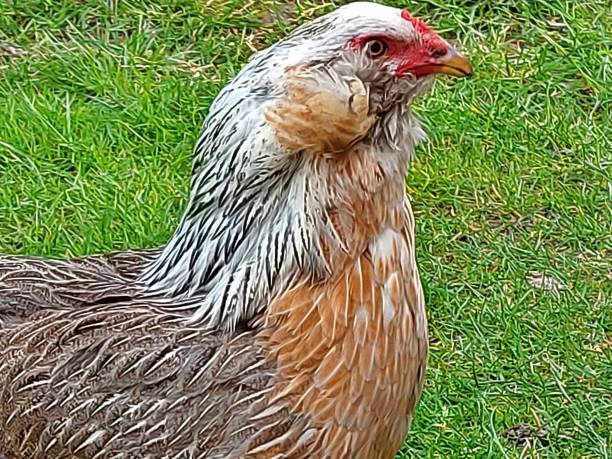 istock Araucaner Chicken, Hen Portrait 1316327195