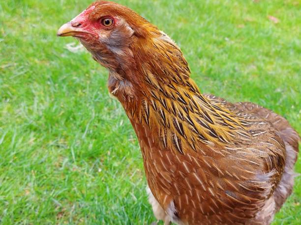 istock Wyandotte, Chicken, Brown Hen 1316327200