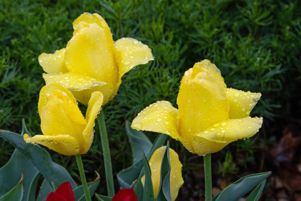 A yellow tulip with red fringes and rain drops