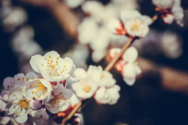 White bloom of a fruit tree in spring in retro colors.