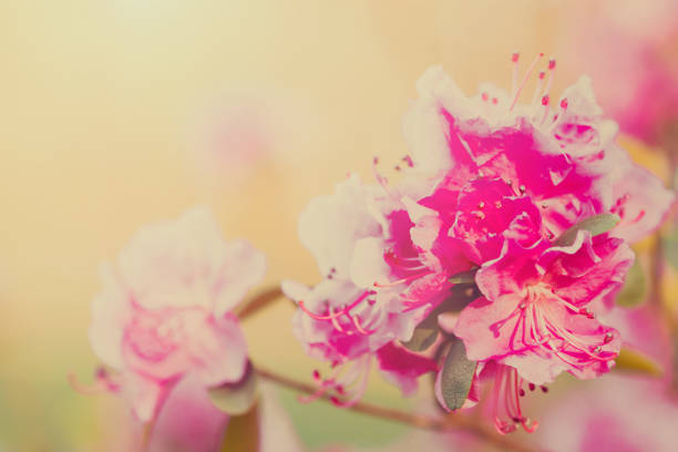 istock Pink rhododendron in retro colors 1316327366