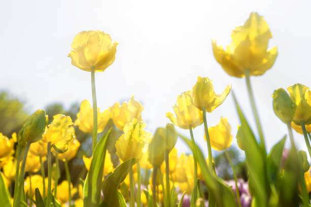Spring field of yellow tulips against bright sunshine with rays of light. Focus is on the upper left flower.