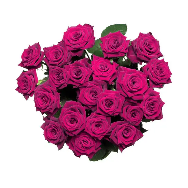 Bunch of perfect rich pink roses. Gift bouquet isolated over white.