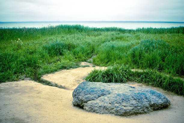 Pebbles and plants on Swedish coastline