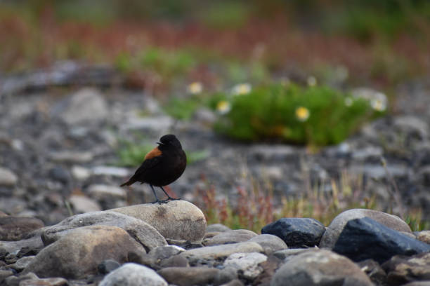 austral negrito or Patagonian negrito (Lessonia rufa) in the wild of Argentina's patagonia near El Calafate