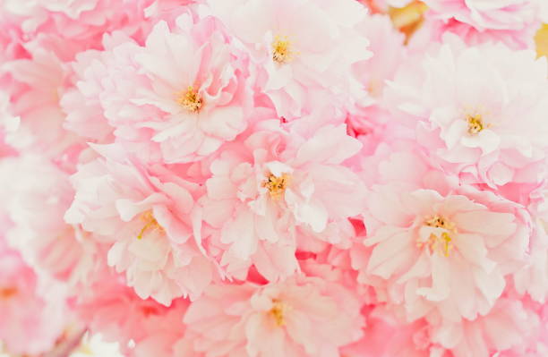 istock Gentle pink cherry flowers close up. 1316328105