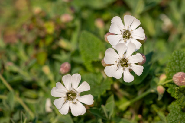 istock Sea campion (silene uniflora) flower 1316328118