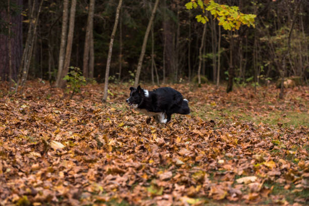 istock Border Collie Dog is Running on the Forest Ground 1316328143