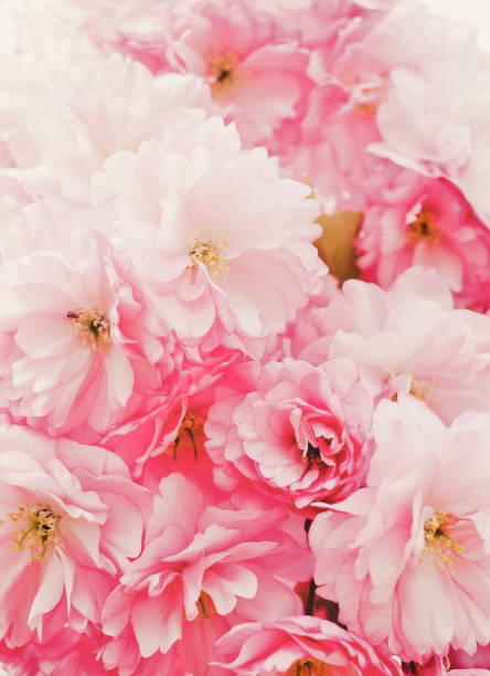 istock Gentle pink cherry flowers close up. 1316328161
