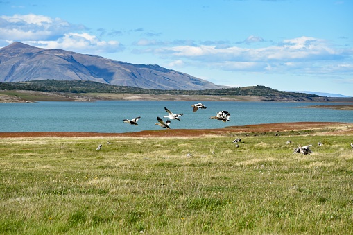 a group of upland goose or Magellan goose (Chloephaga picta) flying in their natural habitat in a meadow of Argentina's patagonia near El Calafate