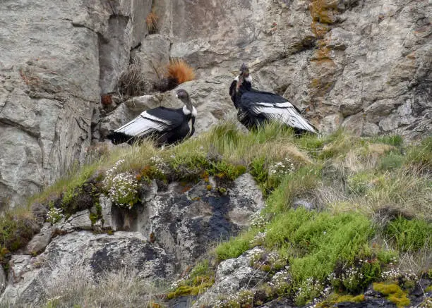 Pair of andean condor (vultur gryphus) in the wild in their nest in a rock face, Los Glaciares national park, Argentina