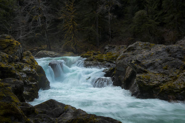 fish jumping up waterfall in sol duc river in the Olympic National Forest