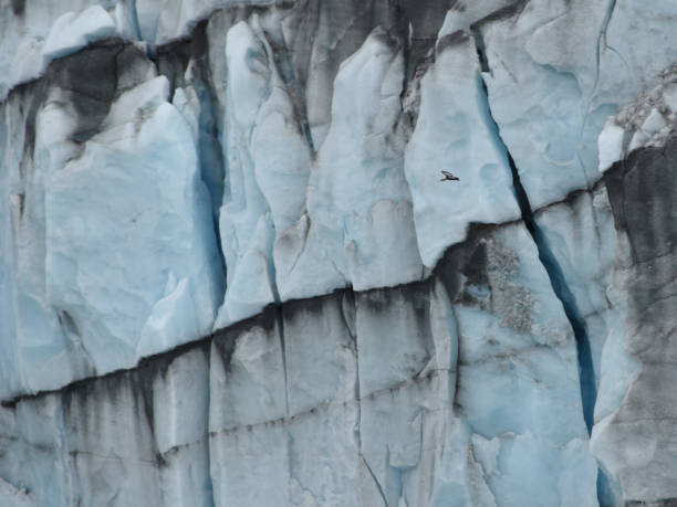 istock black-faced ibis (Theristicus melanopis) flying by Perito Moreno glacier 1316328317