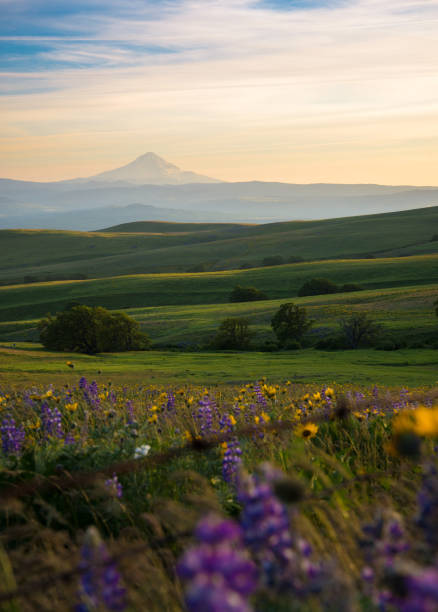 scenic view of mt hood from washington state over the rolling hills at dalles mt ranch with wild flowers in full bloom scenic view of mt hood from washington state over the rolling hills at dalles mt ranch with wild flowers in full bloom balsam root stock pictures, royalty-free photos & images