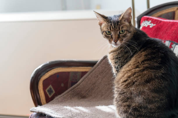 istock Cat in armchair at home 1316328757