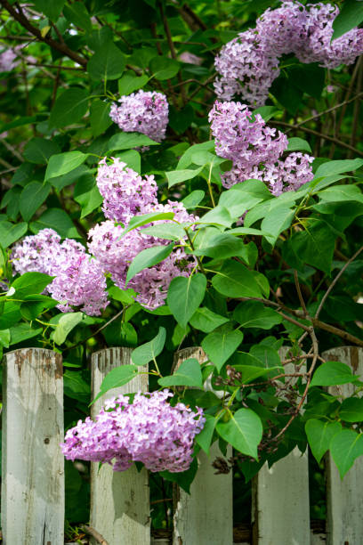istock Lilac bush with delicate pink flowers in spring. 1316328876