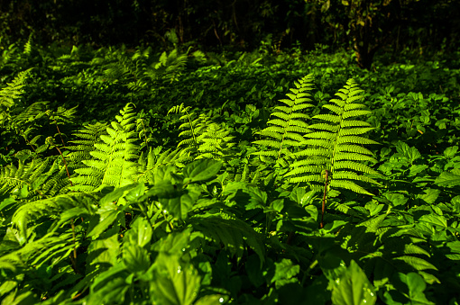 Fern. Tropical plant, nature and environment.
