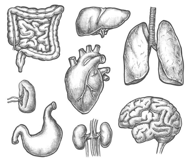 Set of isolated internal human organ sketch Set of isolated internal human organ sketch. Digestive system stomach and kidney, liver and spleen, brain and heart, trachea. Hand drawn anatomy or medicine cartoon organs. Surgery and cardiology intestine illustrations stock illustrations