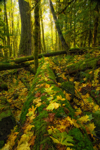Peaceful magical forest scene fall near lower lewis falls in gifford pinchot national forest