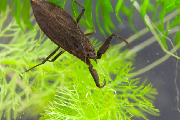 istock Water scorpion, Nepa cinerea, on a water plant 1316330162