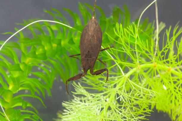 istock Water scorpion, Nepa cinerea, on a water plant 1316330313