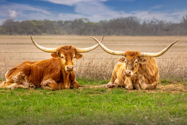 ein paar texanische langhornrinder entspannen im gras mit gekreuzten hörnern - texas texas longhorn cattle cattle ranch stock-fotos und bilder