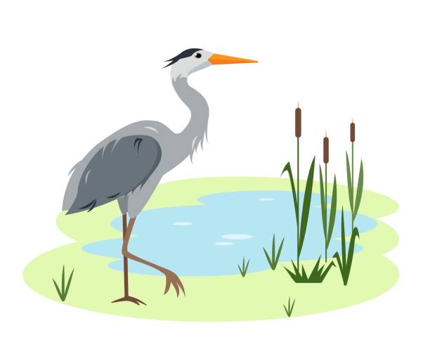 illustrazioni stock, clip art, cartoni animati e icone di tendenza di uccello airone sul lago o stagno con canne ed erba - egret