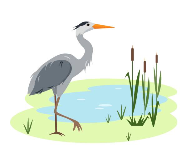 Heron bird on Lake or pond with canes and grass Heron bird in wild nature. Lake or pond with canes and grass and grey standing heron. Cartoon vector illustration. shore bird stock illustrations